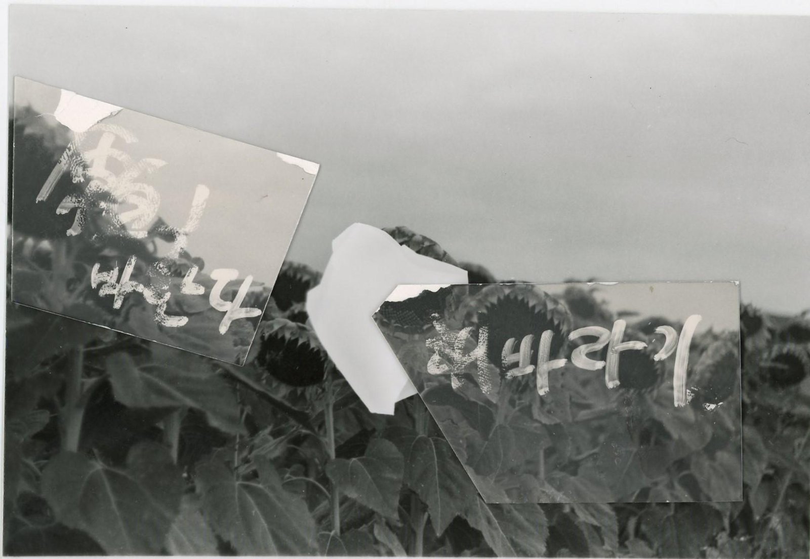 ひまわりの名前を忘れていた · 作品写真 1